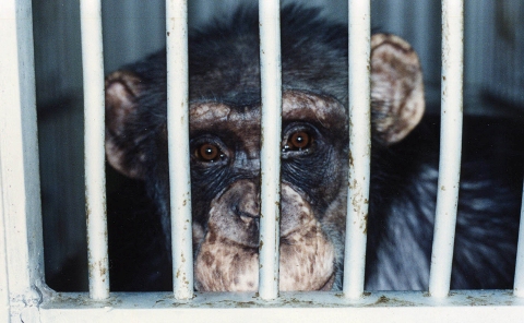 Buckshire chimps in lab cages.